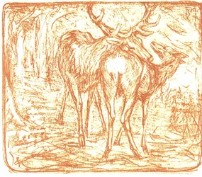 Deer